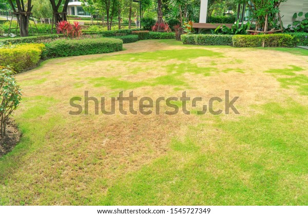Pests and disease cause amount of damage to green\
lawns, lawn in bad condition and need maintaining, Landscaped\
Formal Garden, Front yard with garden design, Peaceful Garden, Path\
in the garden.
