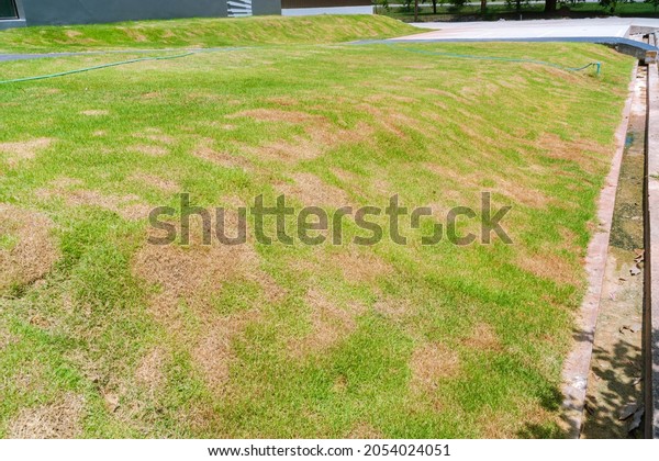 Pests and disease cause amount of damage to green
lawns, lawn in bad condition and need maintaining, Landscaped
Formal Garden, Front yard with garden design, Peaceful Garden, Path
in the garden.