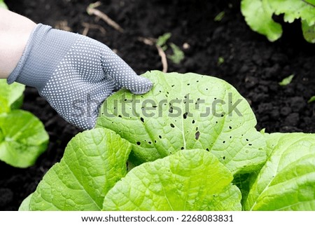 pests of the garden on Chinese cabbage, midges, caterpillars, gnawed vegetables with insects, the hands of a farmer or gardener hold a leaf.