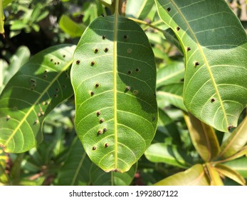 Pests On Mango Tree Leaves Stock Photo 1992807122 