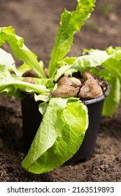 Pests Slug Eat Salad In A Pot Among The Garden. Invertebrates Are Pests Of Vegetables And Fruits