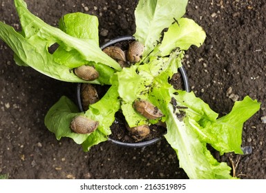 Pests Slug Eat Salad In A Pot Among The Garden. Invertebrates Are Pests Of Vegetables And Fruits