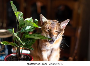 A pet Abyssinian cat being mischievous, biting a leaf of a house plant - Shutterstock ID 2232612845