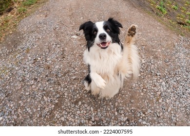 Pet Activity. Puppy Dog Border Collie Walking In Park Outdoor. Pet Dog With Funny Face Jumping On Road In Summer Day. Pet Care And Funny Animals Life Concept. Funny Emotional Dog