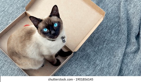 Pet Adoption, Valentines Day At Home With Cat, Siamese Cat, Pet Love, Gift Box, Free Love Delivery