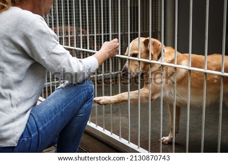 Pet adoption. Woman choosing dog from animal shelter. Cute abandoned and rescued retriever in dog pound