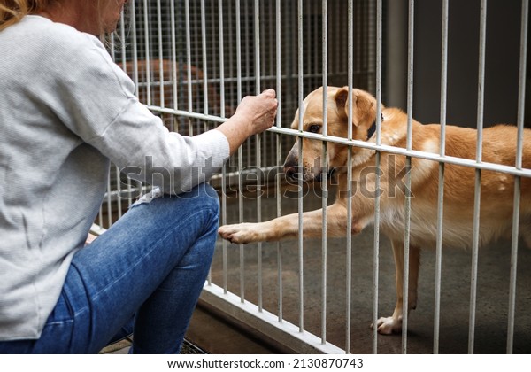 Pet adoption. Woman\
choosing dog from animal shelter. Cute abandoned and rescued\
retriever in dog pound