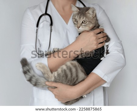 Pet after cavitary operation, castration, sterilization. Veterinarian doctor with stethoscope holding cute spayed cat in postoperative bandage, black medical blanket in veterinary clinic