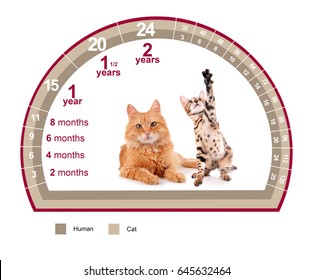 Pet Age Concept. Comparison Chart Of Cat And Human Years On White Background