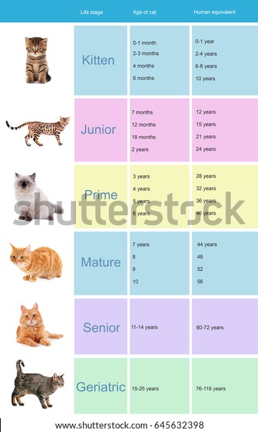 Cat Years Chart