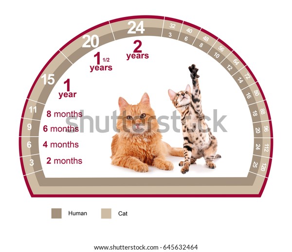 Cat Age Chart