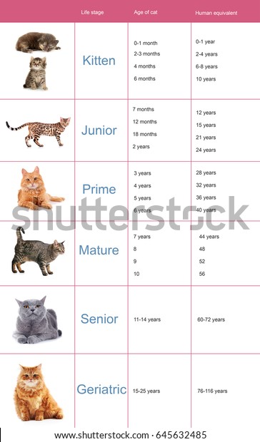 how old are cats in human years chart