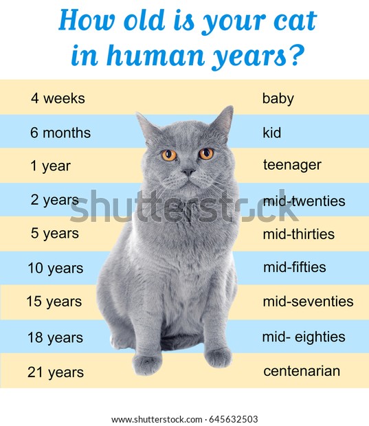 Age In Cat Years Chart