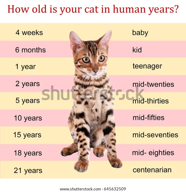 Age Chart For Kittens