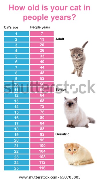 Cat Years To Human Years Chart