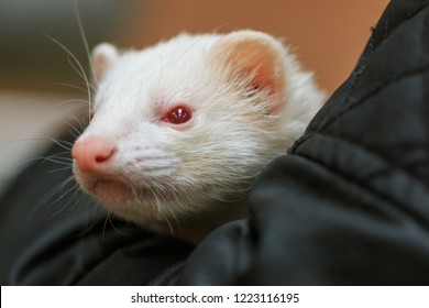 Pet Albino Ferret Being Petted In The Hand