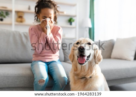 Pet Allergy Concept. Ill black girl sneezing and holding paper napkin, suffering from runny nose and nasal congestion, sitting on couch at home indoors in blurred background, selective focus on dog