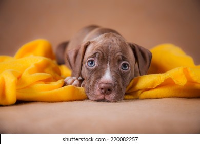 Pet American Pit Bull Terrier Puppy Cute