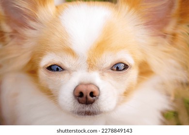 A pet, an animal, a cute dog. Close-up portrait of a long-haired chihuahua. - Powered by Shutterstock