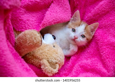 1000 Cat Down Syndrome Stock Images Photos Vectors Shutterstock