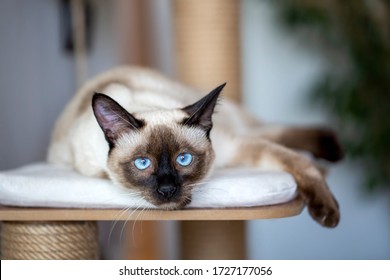 Siamese Images, Stock Photos u0026 Vectors  Shutterstock