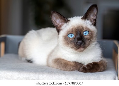 Siamese Kitten Images Stock Photos Vectors Shutterstock