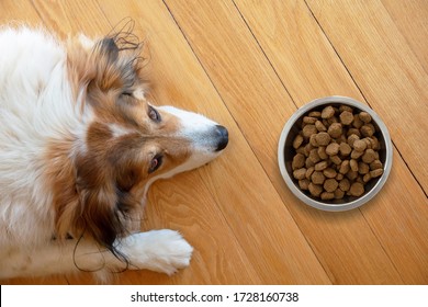 Pet Anorexia, Dog Is Sick Or Bored. Sshepherd Dog And A Bowl With Dry Food On Wooden Floor Background, Top View