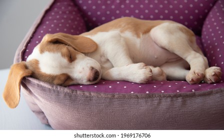 Pet, Beagle Puppy Sleeping, Cute Dog