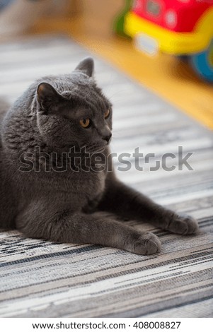 Similar – Image, Stock Photo British Shorthair