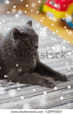 Similar – Image, Stock Photo British Shorthair