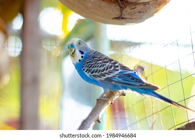 Pet Budgie A Beautiful Bird