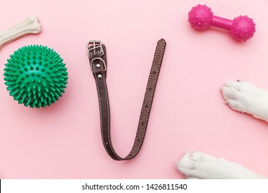 Pet Care And Animals Concept. Dog Paws Toys And Accessories For Playing And Training Isolated On Pink Pastel Trendy Background. Simple Flat Lay With Ball Bone Clicker And Collar. Top View Copy Space