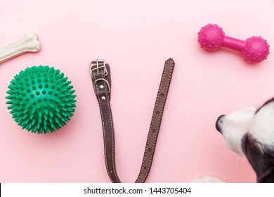 Pet Care And Animals Concept. Dog Nose Toys And Accessories For Playing And Training Isolated On Pink Pastel Trendy Background. Simple Flat Lay With Ball Bone Clicker And Collar. Top View Copy Space