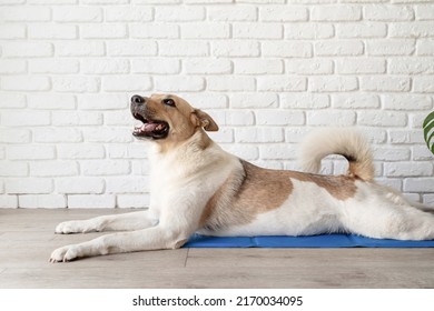 Pet care. Cute mixed breed dog lying on cool mat in hot day looking up, white brick wall background, summer heat - Shutterstock ID 2170034095