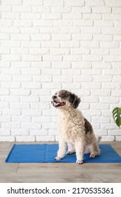 Pet Care. Cute Mixed Breed Dog Sitting On Cool Mat In Hot Day Looking Up, White Brick Wall Background, Summer Heat