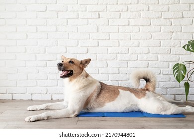 Pet care. Cute mixed breed dog lying on cool mat in hot day looking up, white brick wall background, summer heat - Shutterstock ID 2170944801