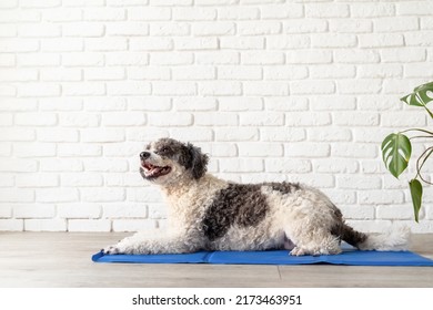Pet care. Cute mixed breed dog lying on cool mat in hot day looking up, white brick wall background, summer heat - Shutterstock ID 2173463951