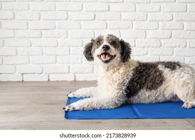 Pet care. Cute mixed breed dog lying on cool mat in hot day looking up, white brick wall background, summer heat - Shutterstock ID 2173828939