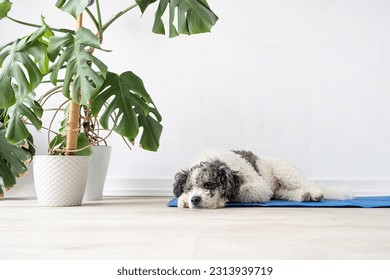 Pet care. Cute relaxed mixed breed dog lying on cool mat in hot day , white wall background, summer heat. Copy space