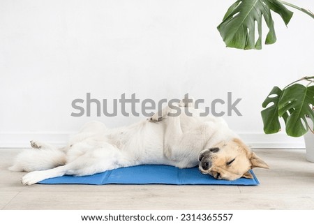 Pet care. Cute relaxed mixed breed dog lying on cool mat in hot day , white wall background, summer heat. Copy space