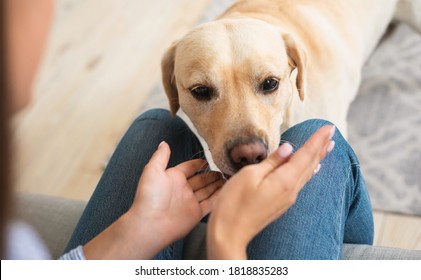 Pet Care And Love Concept. Closeup portrait of labrador retriever ready to play with his owner in modern apartment, blurred background, domestic animal sniffing woman's hands in living room