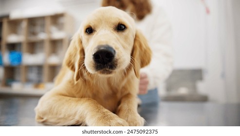 Pet care, portrait and dog with woman in veterinary in consultation office for growth, wellness and examination. Puppy, face and animal clinic for golden retriever assessment, help or checkup visit - Powered by Shutterstock