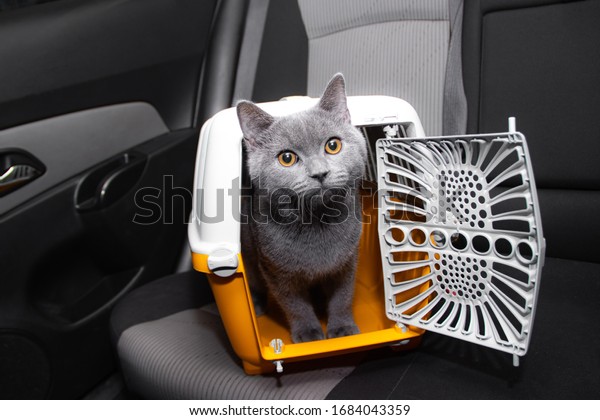 Pet carrier in the car on the\
seat . Safe transportation of Pets.. Traveling with an\
animal.