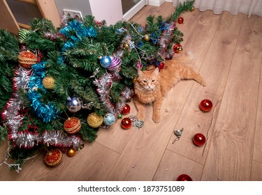 Pet Cat Destroys Christmas Tree. A Cat Looks Innocent At Broken Christmas Decoration Balls.