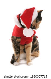 Pet Cat Dressed On In A Santa Christmas Costume Isolated On A White Background