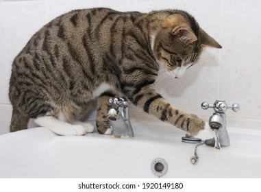 Pet Cat Drinking From Bathroom Sink