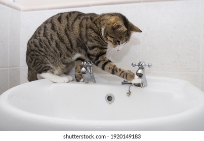 Pet Cat Drinking From Bathroom Sink