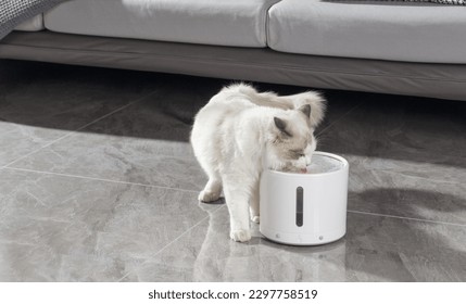 Pet cat drinking water using automatic water dispenser, pet life with technology, indoor scene