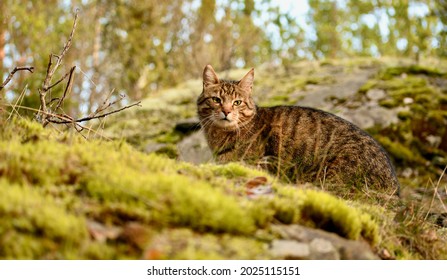 Pet Cat (Felis Catus Domesticus) Outdoors 