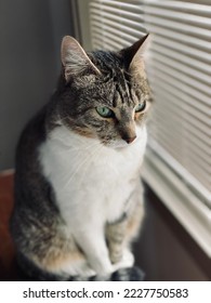 Pet cat Hennessy portrait near window